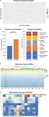 Characteristics of miRNAs Present in Bovine Sperm and Associations With Differences in Fertility